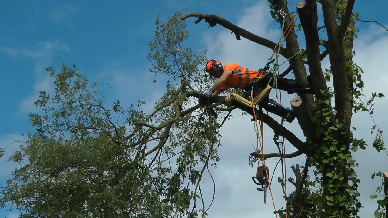 Tree Felling Expert Near by in Travis Heights Austin